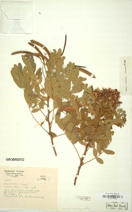 spécimen de Senna oblongifolia